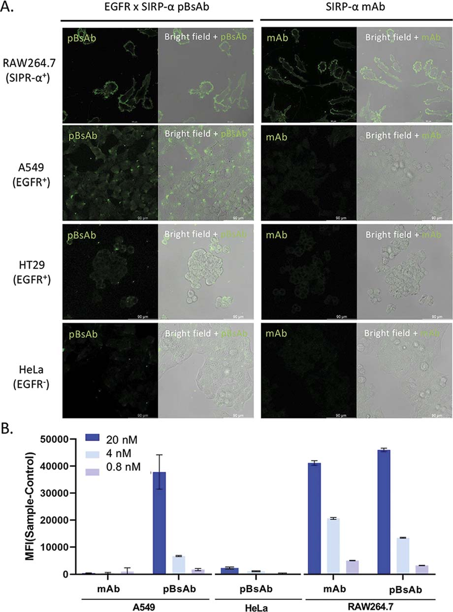 Macrophage-engaging peptidic bispecific antibodies（pBsAbs）for immunotherapy via a facile bioconjugation strategy